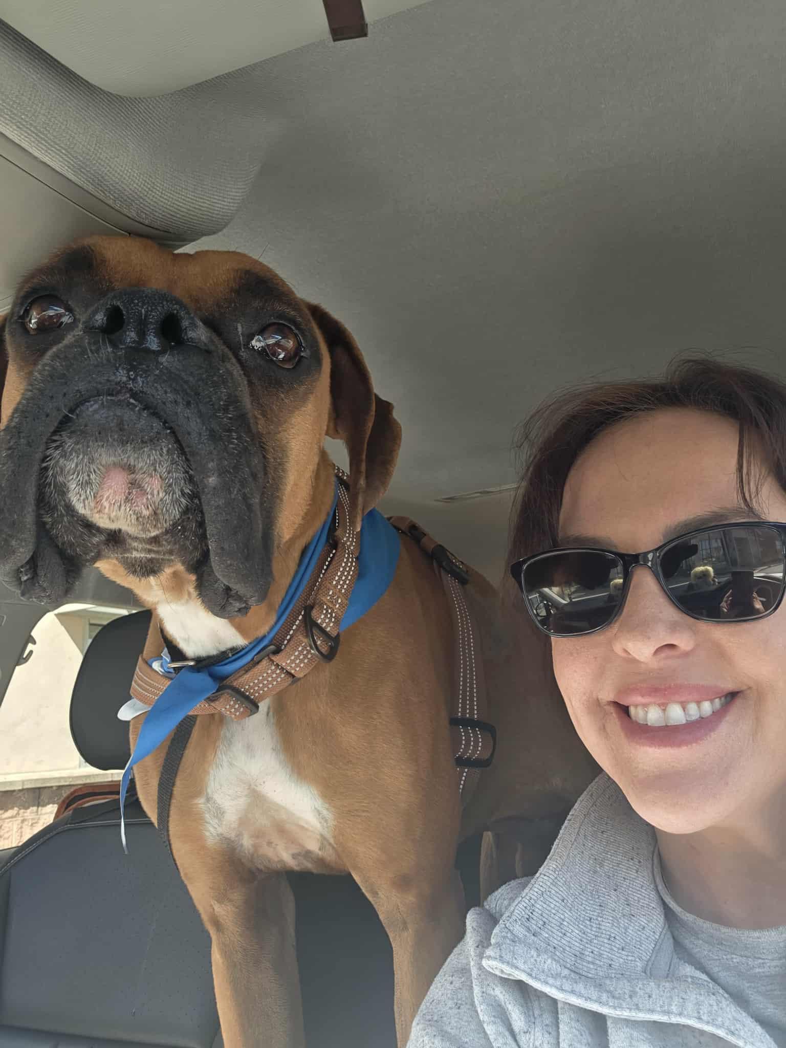 Enlarge Rocque, a Adoptable Boxer in Monticello, NY image 2/3