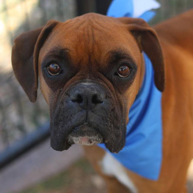 Enlarge Rocque, a Adoptable Boxer in Monticello, NY image 3/3