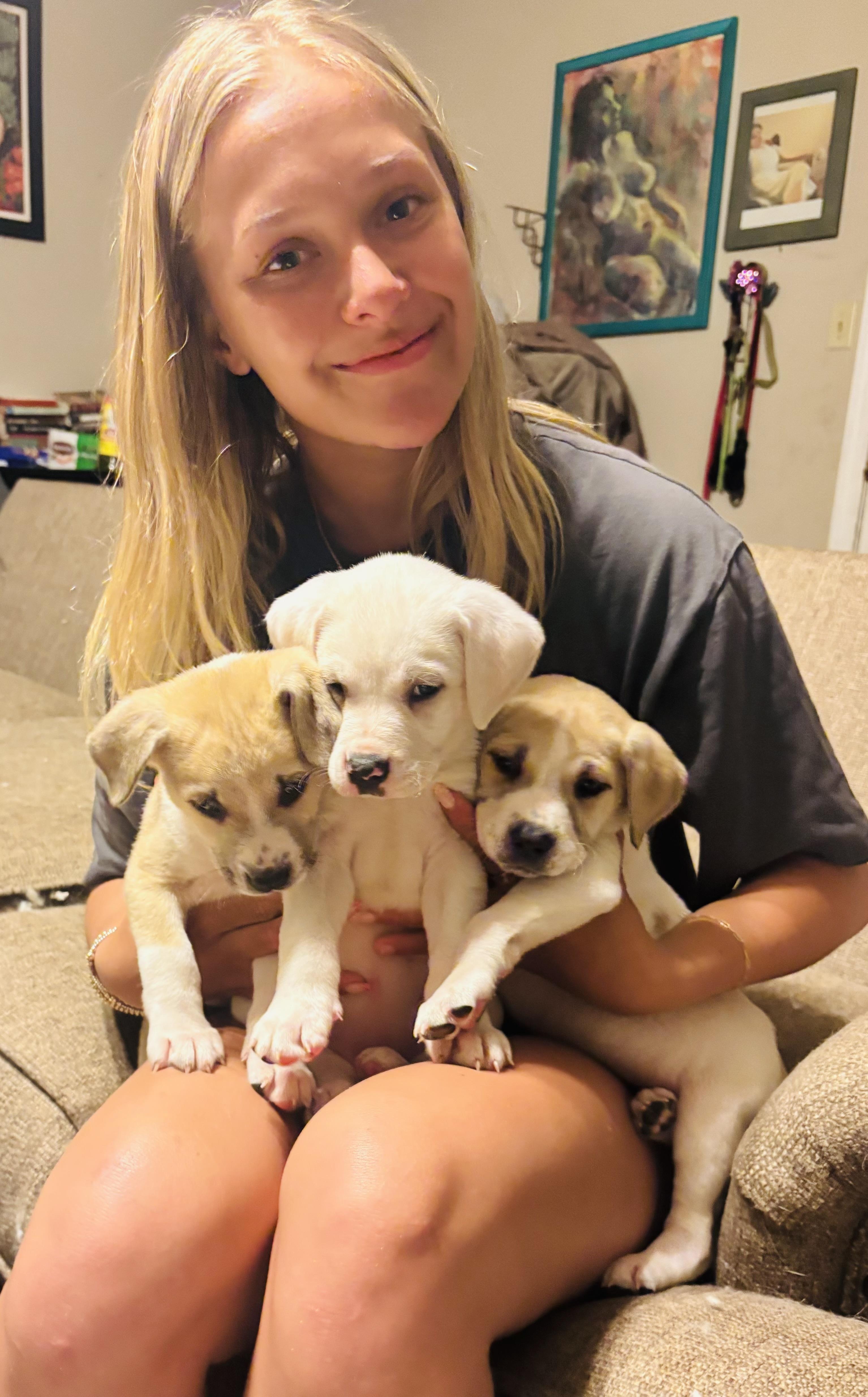 Daisy , adopted, Puppy Female Jack Russell Terrier & Beagle.