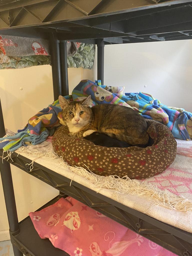 Leslie, Adoptable, Senior Female Domestic Short Hair.