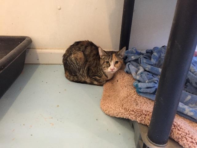 Enlarge Leslie, a Adoptable mixed breed in Bourbonnais, IL image 2/4