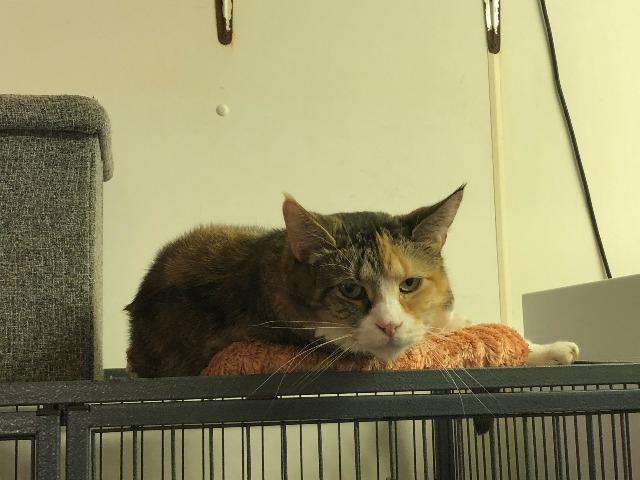 Enlarge Leslie, a Adoptable mixed breed in Bourbonnais, IL image 3/4