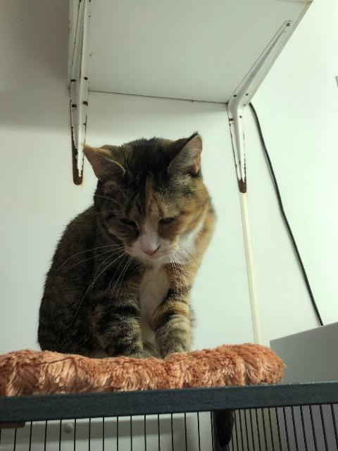 Enlarge Leslie, a Adoptable mixed breed in Bourbonnais, IL image 4/4