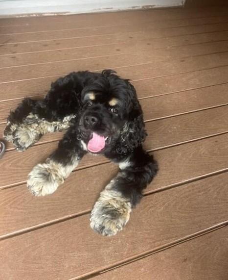 Enlarge Sundae, a Adopted Cocker Spaniel in Kannapolis, NC image 1/3
