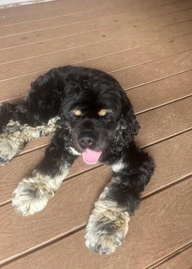 Enlarge Sundae, a Adopted Cocker Spaniel in Kannapolis, NC image 3/3