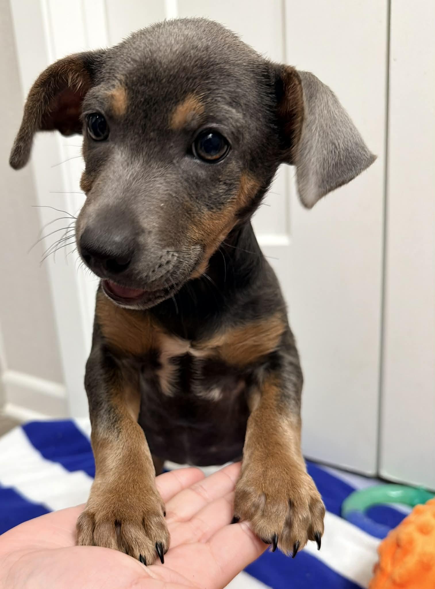 Deeno, Adoptable, Puppy Male Doberman Pinscher.