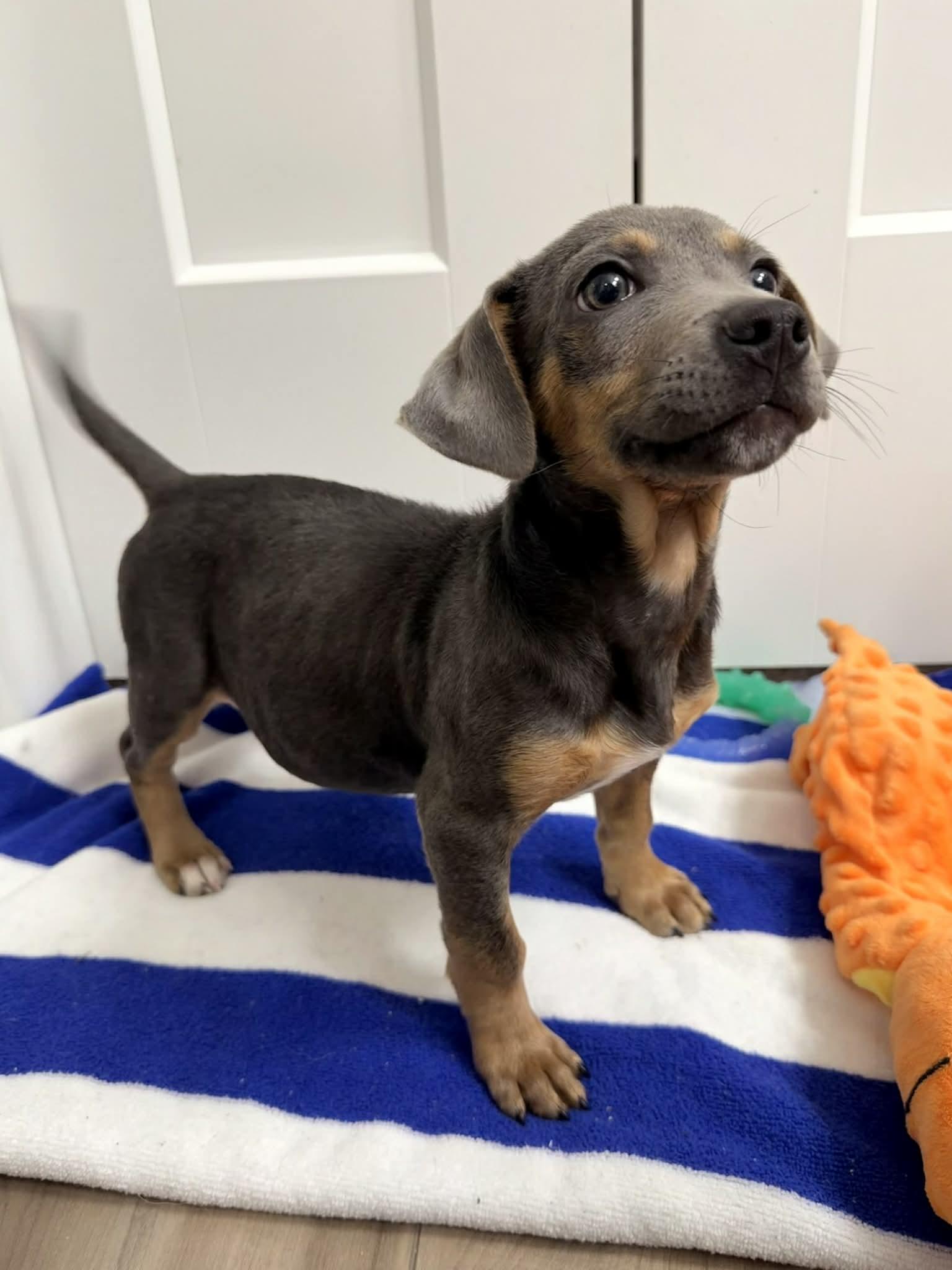 Deeno, a Adoptable mixed breed in Temple, TX image 2/6