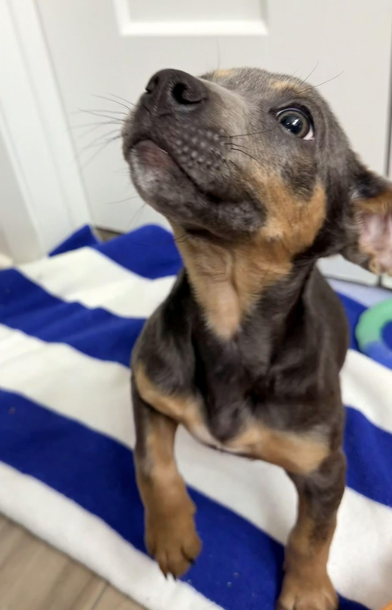 Deeno, a Adoptable mixed breed in Temple, TX image 3/6