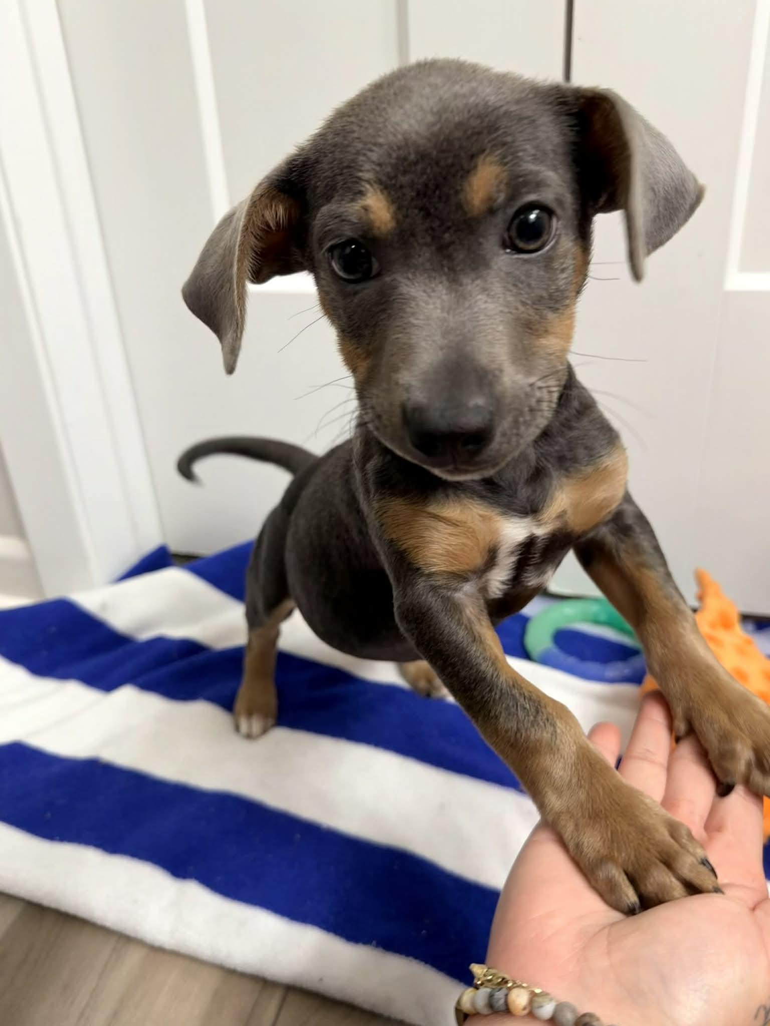 Deeno, a Adoptable mixed breed in Temple, TX image 4/6