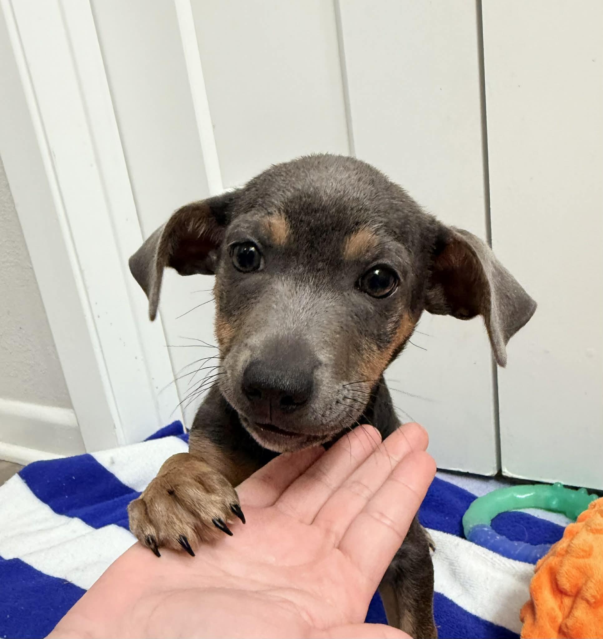 Deeno, a Adoptable mixed breed in Temple, TX image 5/6