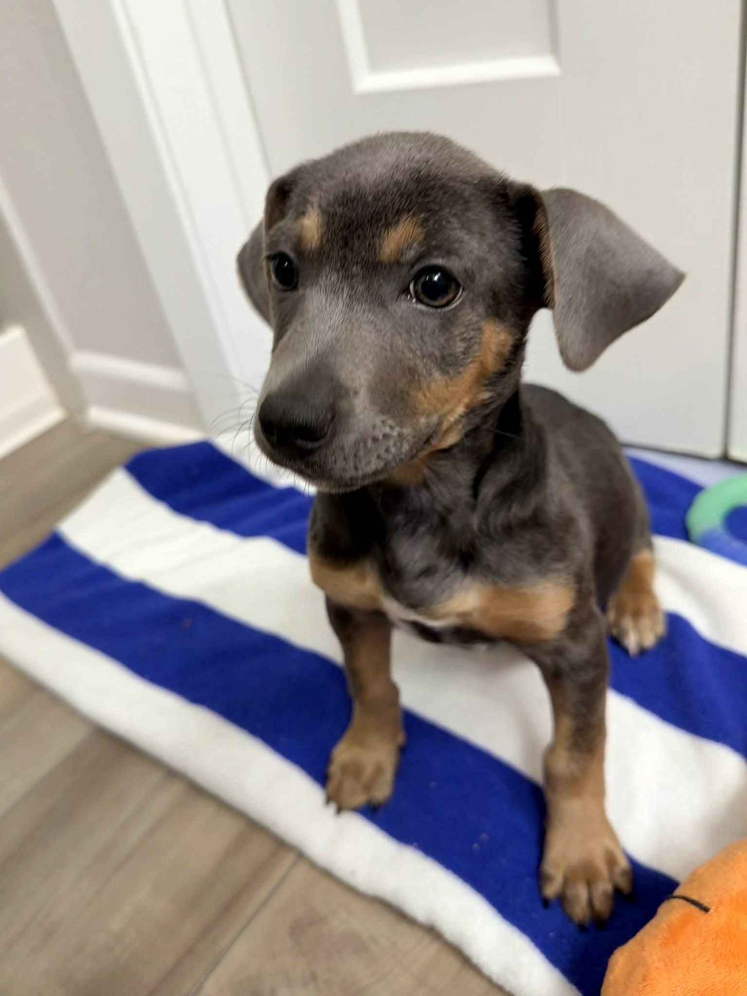 Deeno, a Adoptable mixed breed in Temple, TX image 6/6