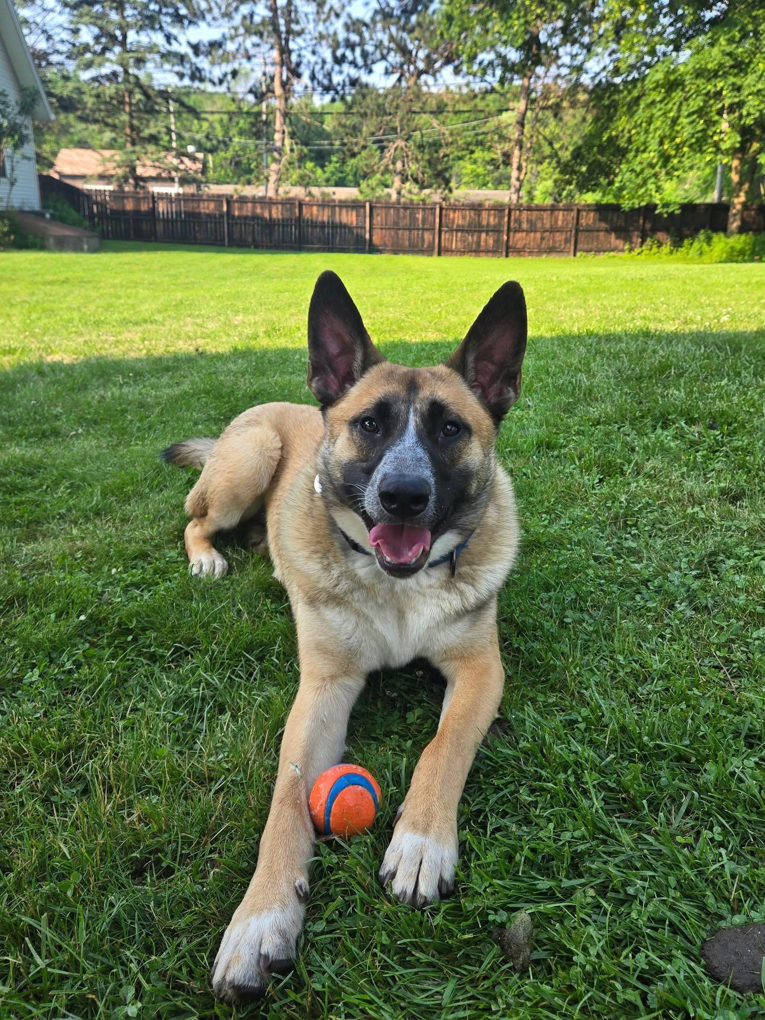 Cider, Adoptable, Young Male German Shepherd Dog.