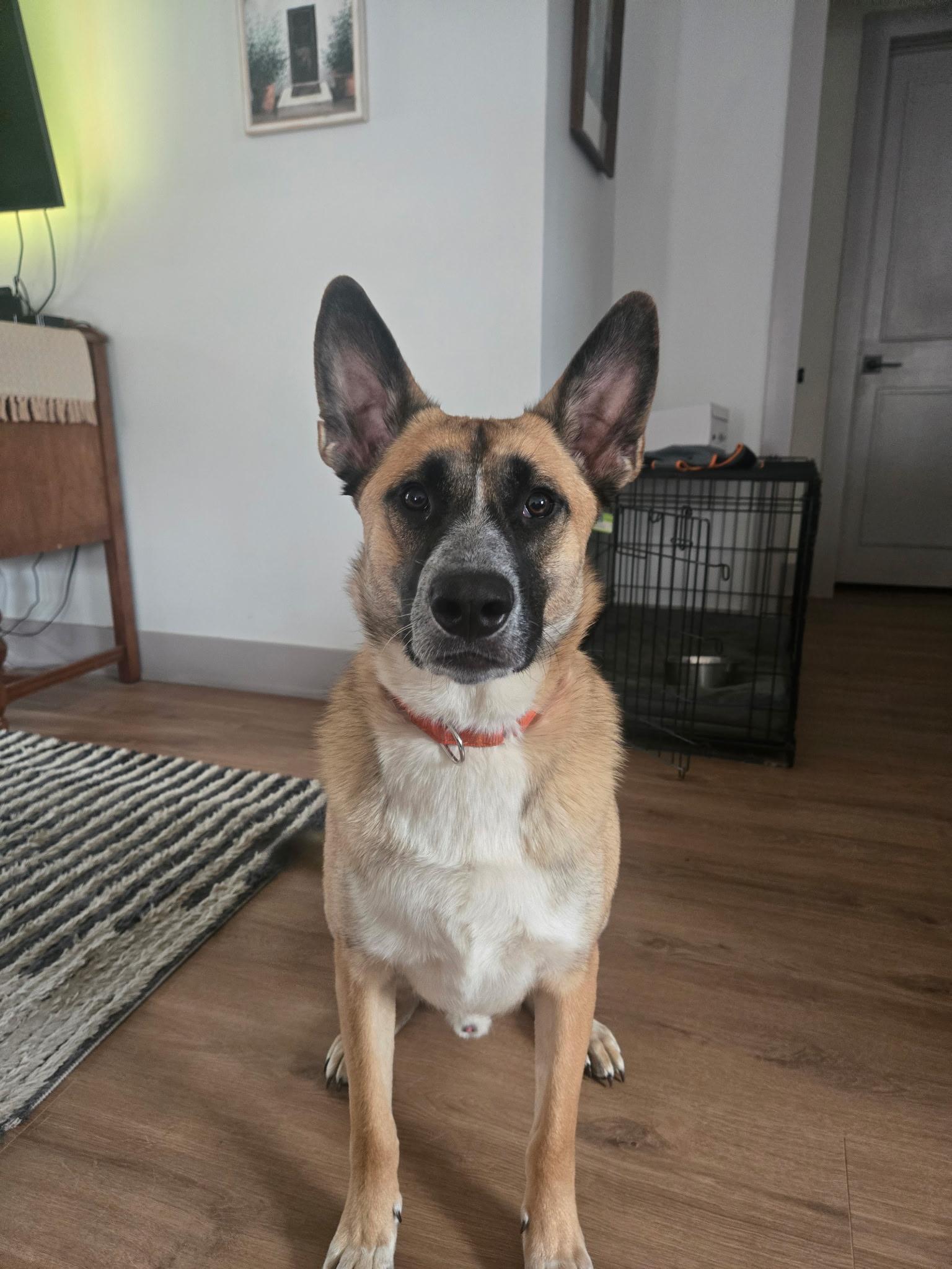 Enlarge Cider, a Adoptable mixed breed in Albany, NY image 2/3