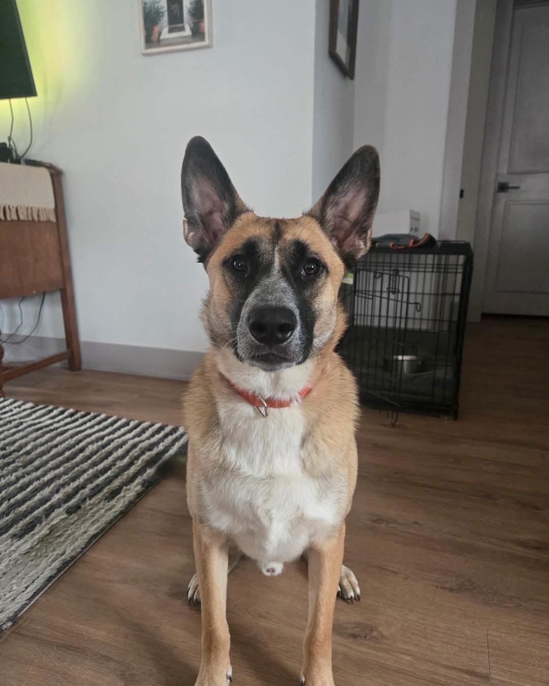 Enlarge Cider, a Adoptable mixed breed in Albany, NY image 5/5