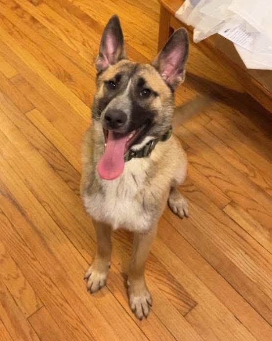 Enlarge Cider, a Adoptable mixed breed in Albany, NY image 4/5