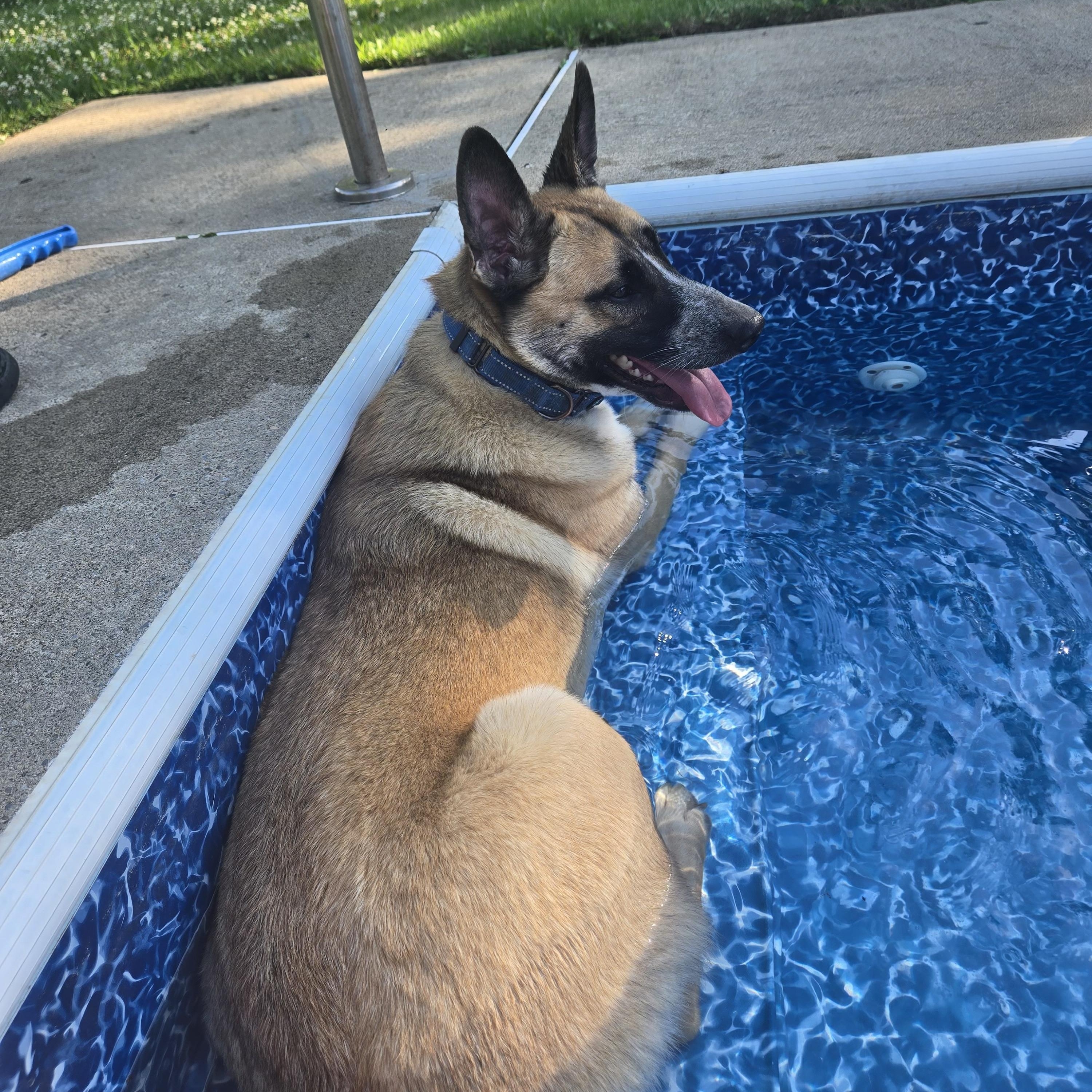 Cider, Adoptable, Young Male German Shepherd Dog.