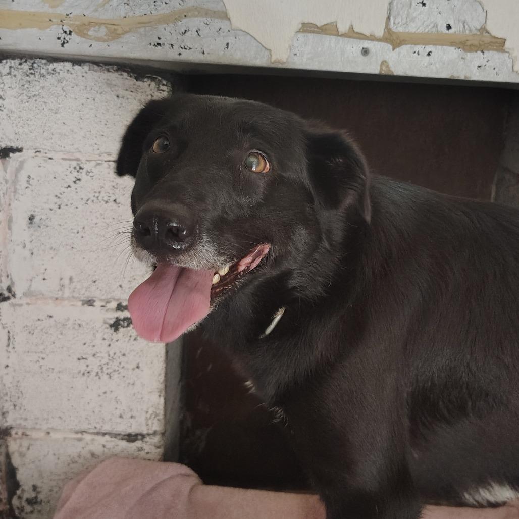 Mae Mae, a Adoptable mixed breed in Springtown, TX image 1/3