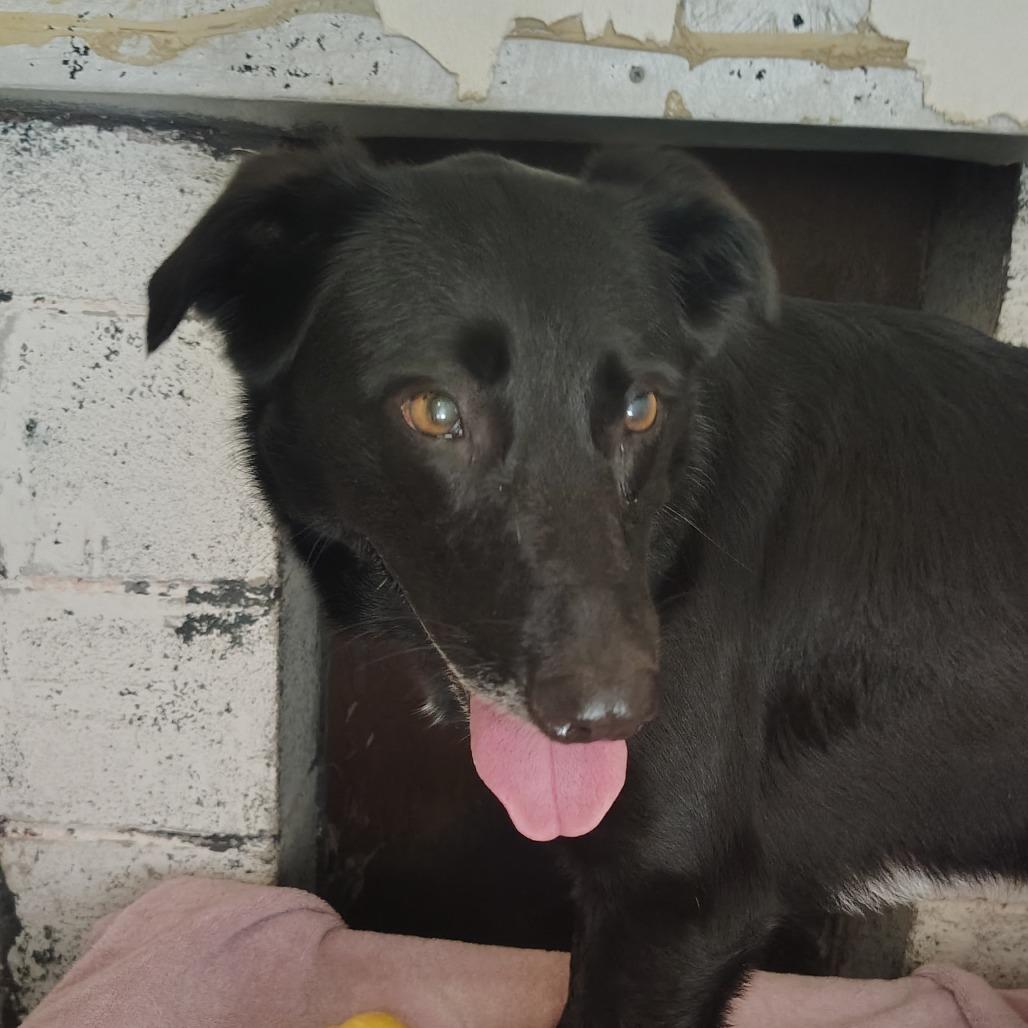 Mae Mae, a Adoptable mixed breed in Springtown, TX image 2/3