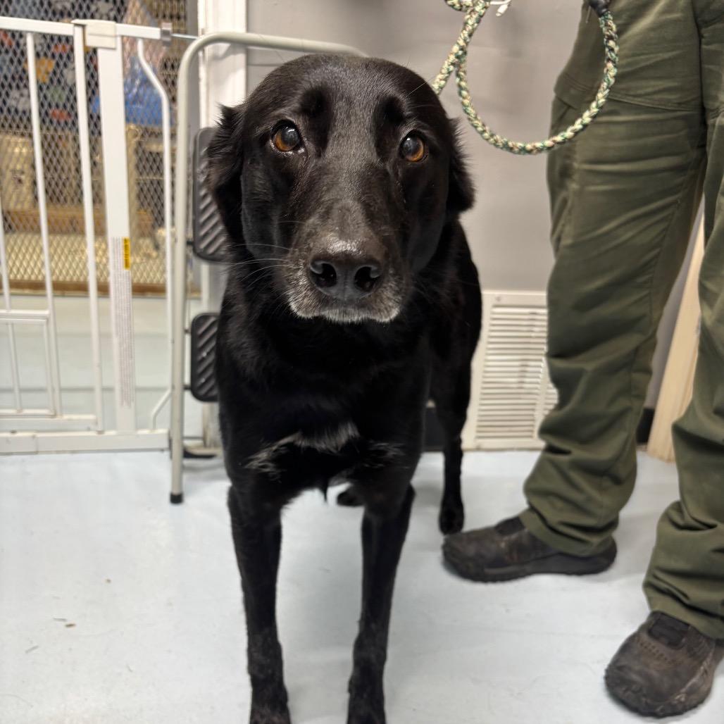 Mae Mae, a Adoptable mixed breed in Springtown, TX image 3/3