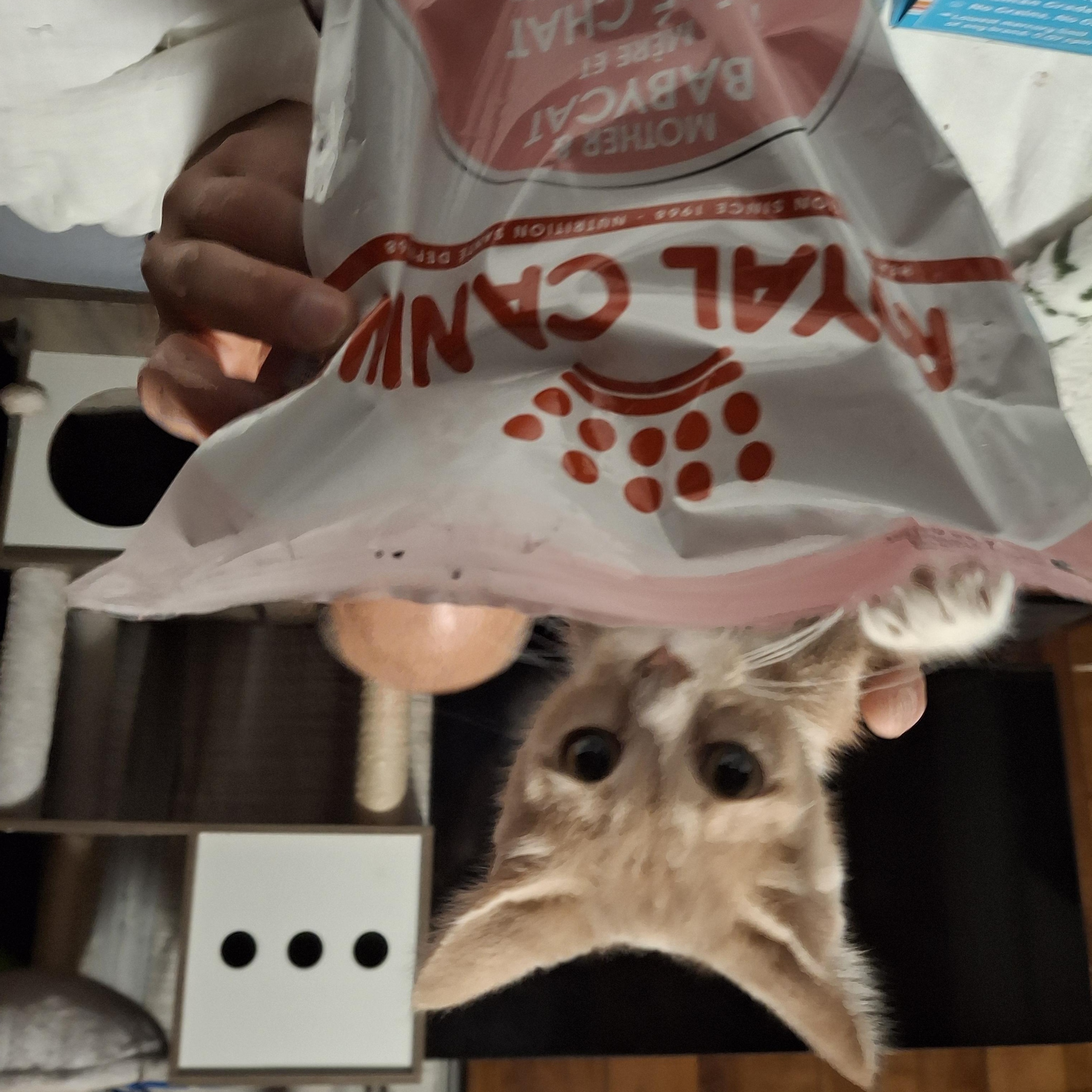 Rigatoni, a Adoptable Tabby in Lawrenceville, GA image 1/3