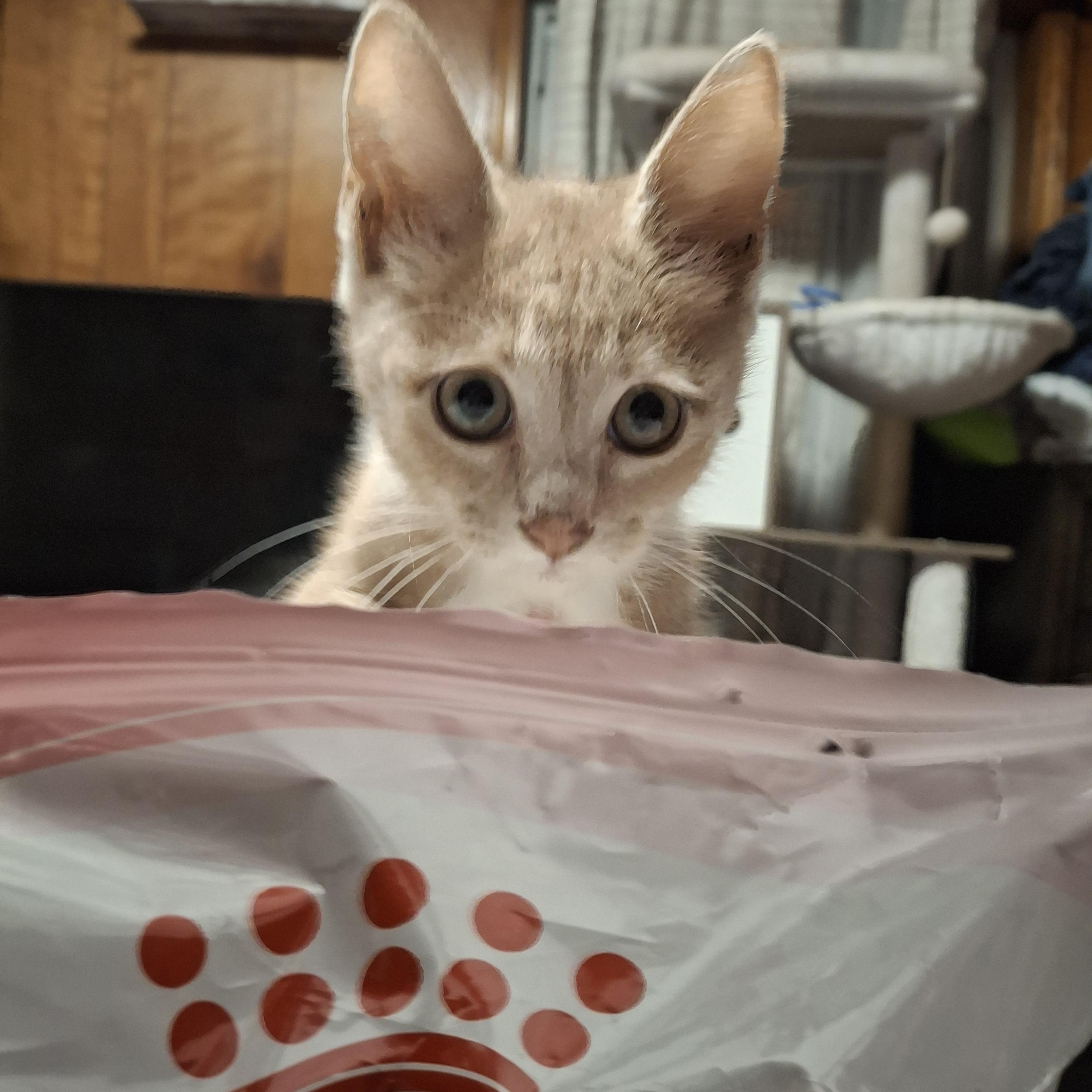 Rigatoni, a Adoptable Tabby in Lawrenceville, GA image 2/3