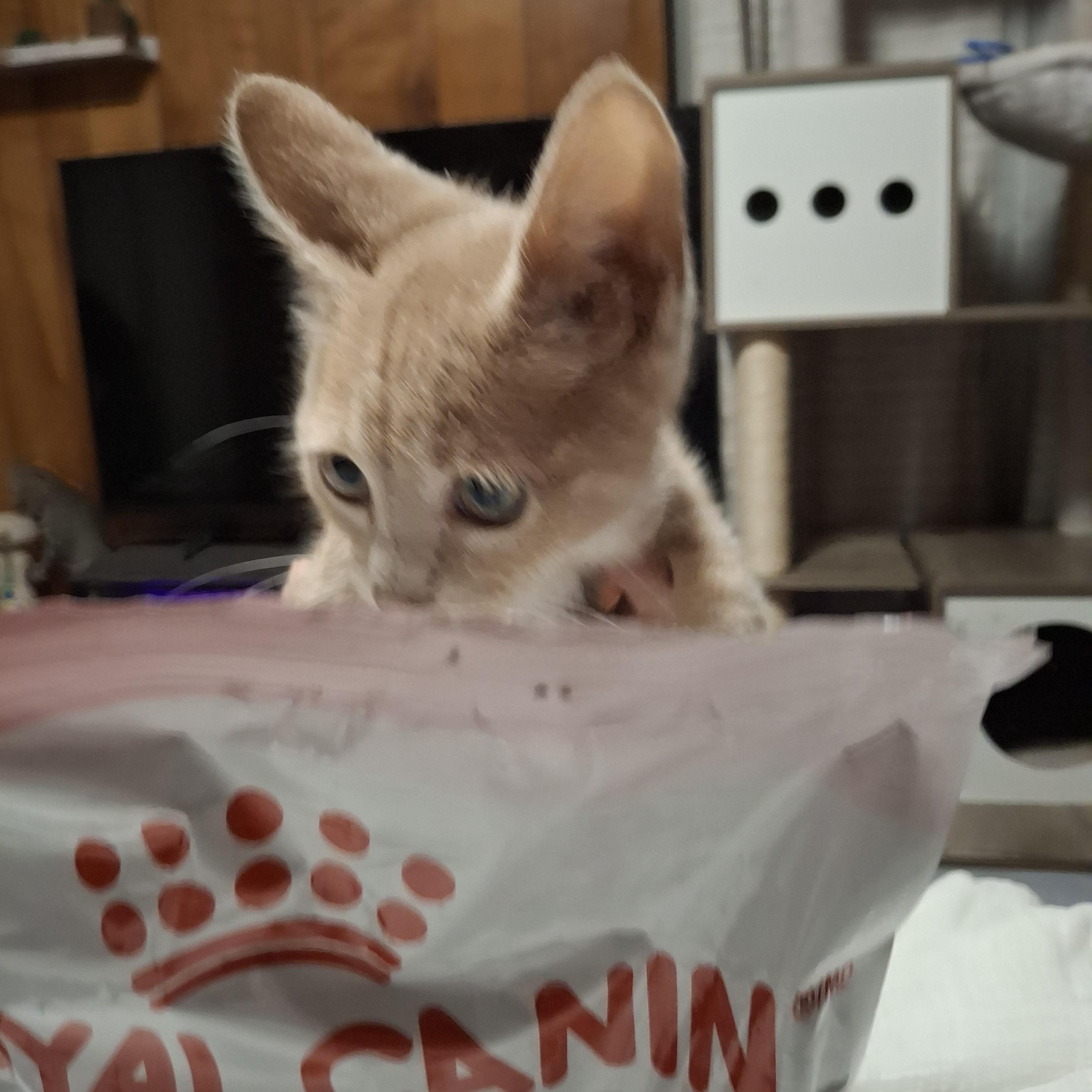 Rigatoni, a Adoptable Tabby in Lawrenceville, GA image 3/3