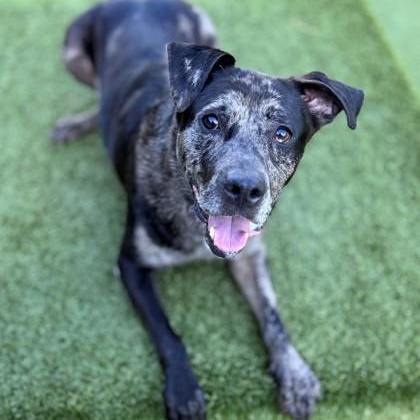 Enlarge Vespa (B), a ADOPTABLE Catahoula Leopard Dog in Hackensack, MN image 2/3