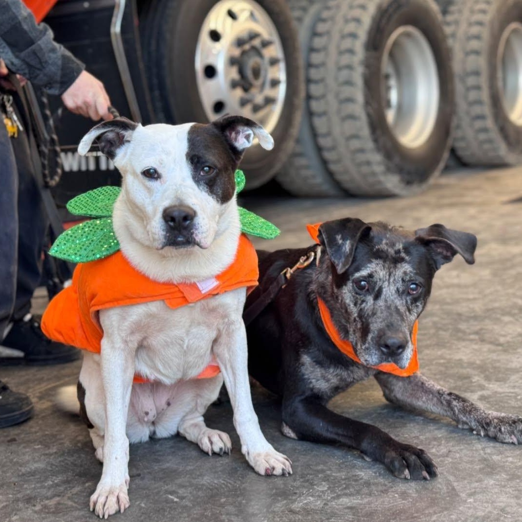 Enlarge Vespa (B), a Adoptable Catahoula Leopard Dog in Hackensack, MN image 6/6