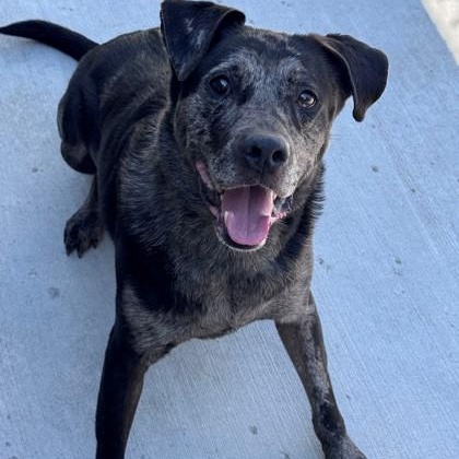 Enlarge Vespa (B), a ADOPTABLE Catahoula Leopard Dog in Hackensack, MN image 3/3