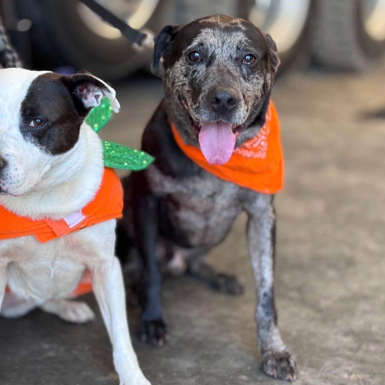 Enlarge Vespa (B), a Adoptable Catahoula Leopard Dog in Hackensack, MN image 2/6