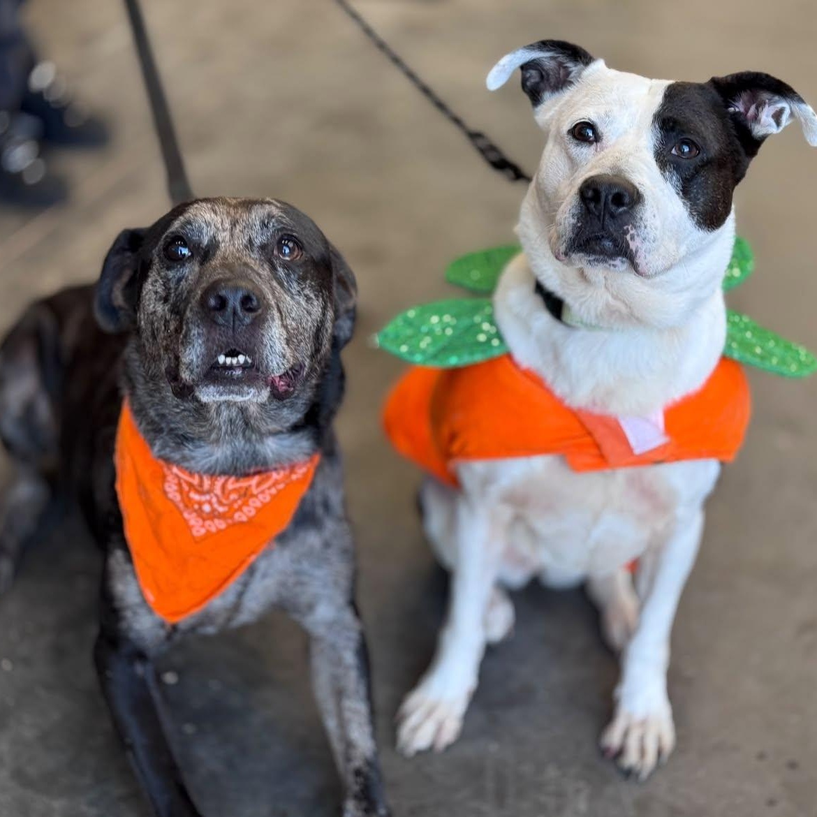 Enlarge Vespa (B), a Adoptable Catahoula Leopard Dog in Hackensack, MN image 4/6