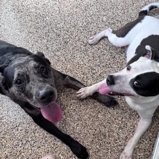 Vespa (B), ADOPTABLE, Senior Male Catahoula Leopard Dog.