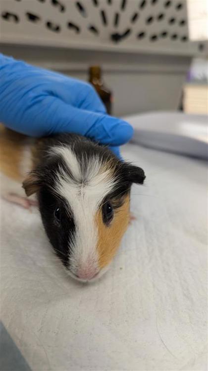 Amy Swinehouse, Adoptable, Baby Female Guinea Pig.