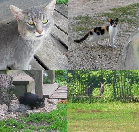 Barn Cats, a Adoptable mixed breed in Marengo, IL image 1/6