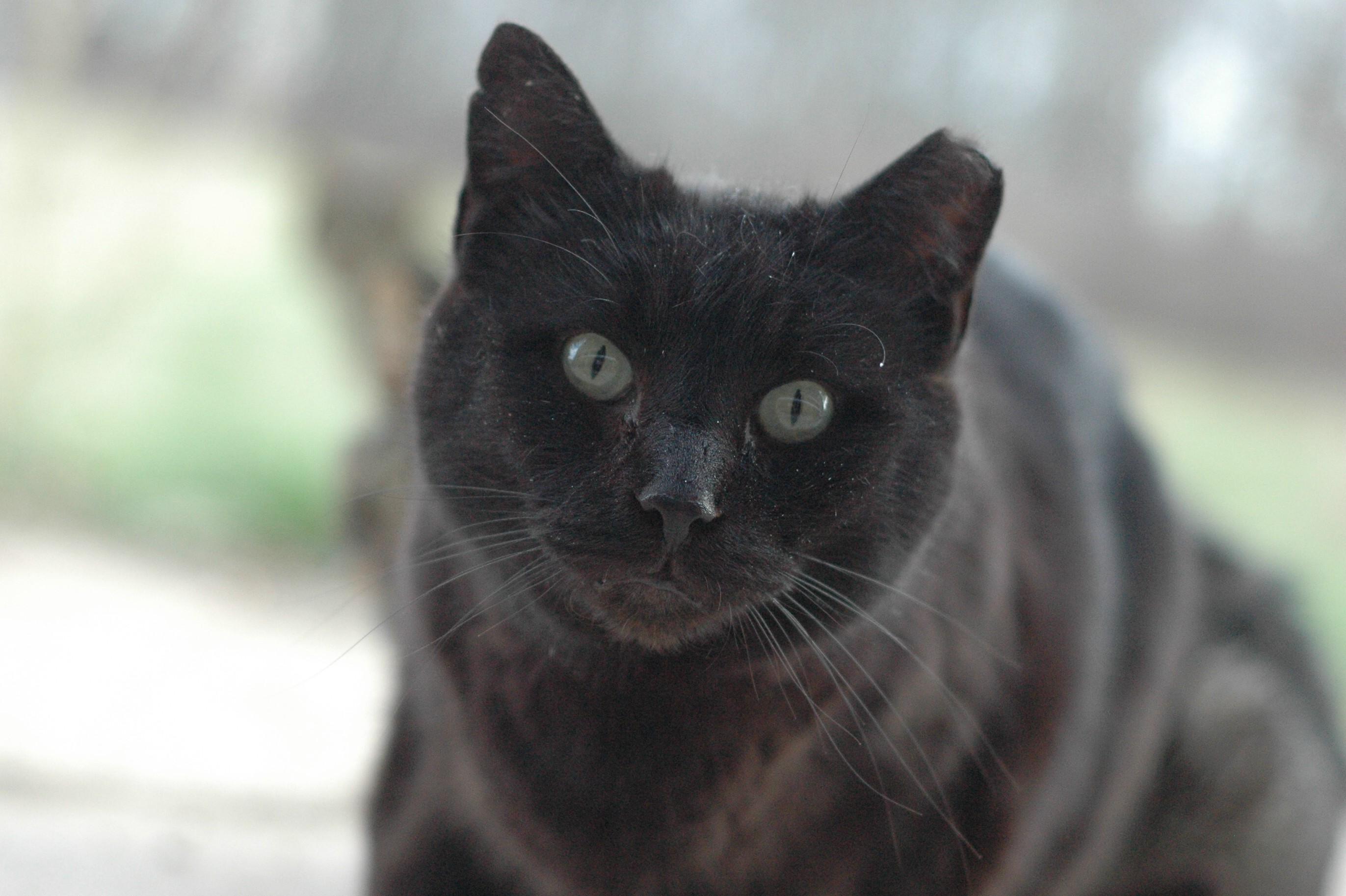 Barn Cats photo 2