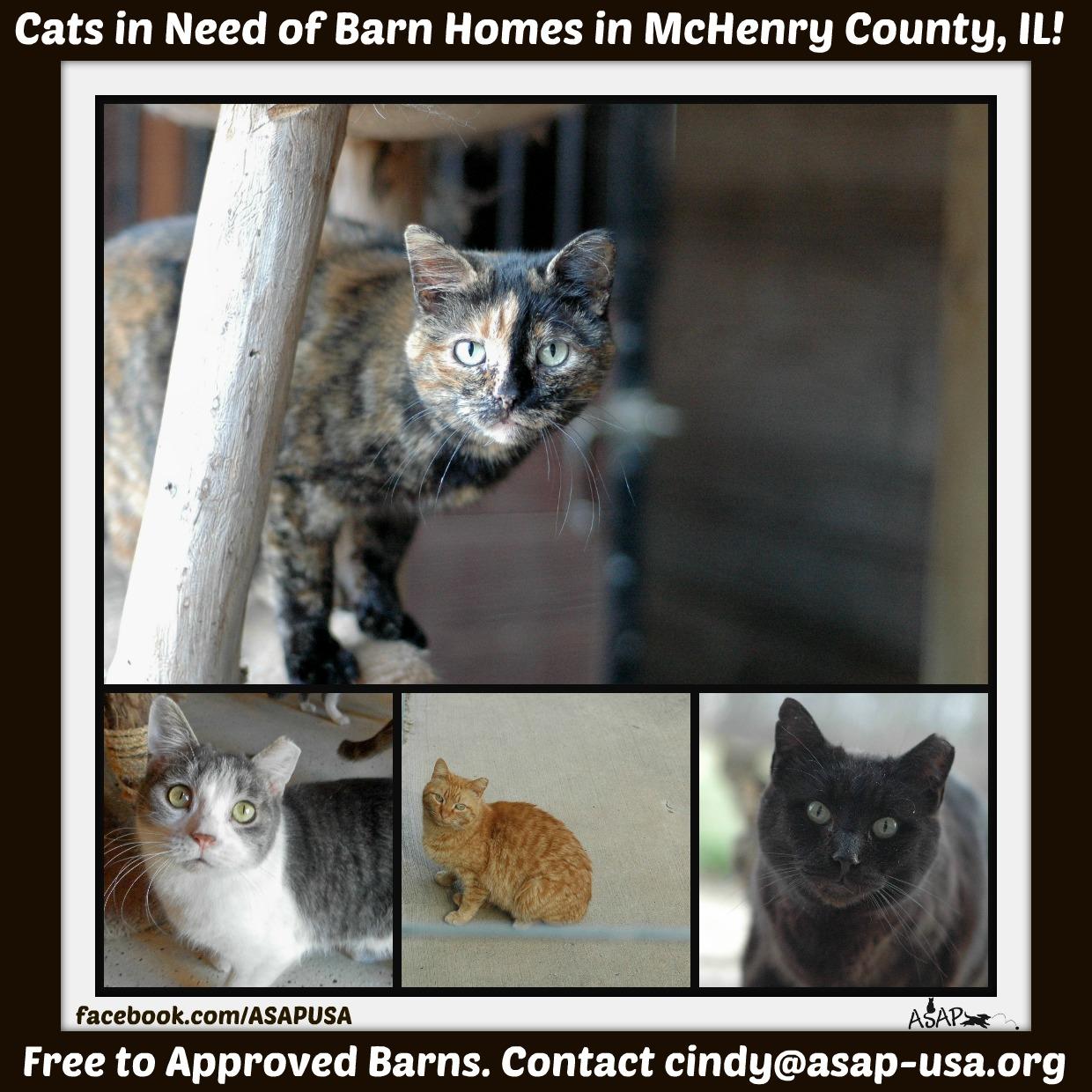Barn Cats, a Adoptable mixed breed in Marengo, IL image 3/6