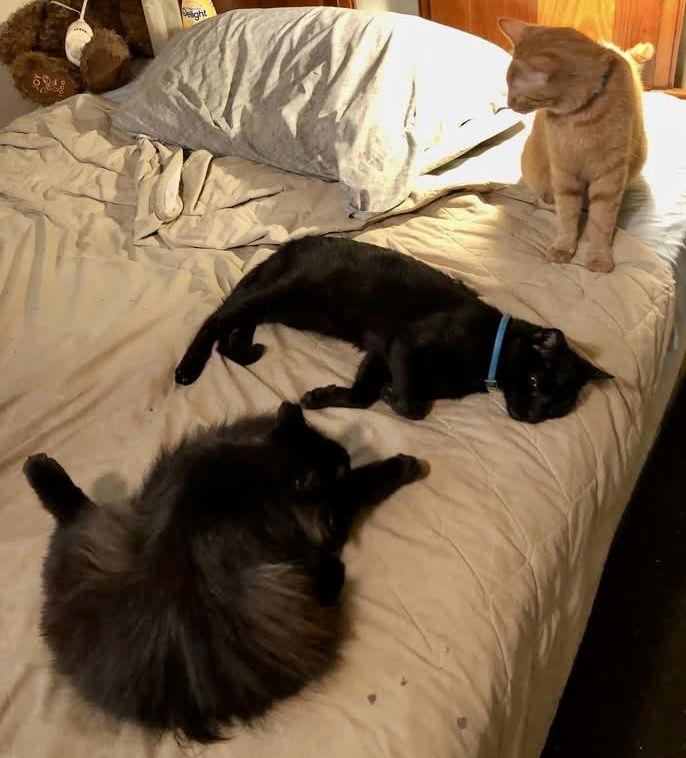 Lil Bits, Adoptable, Adult Female Domestic Short Hair.