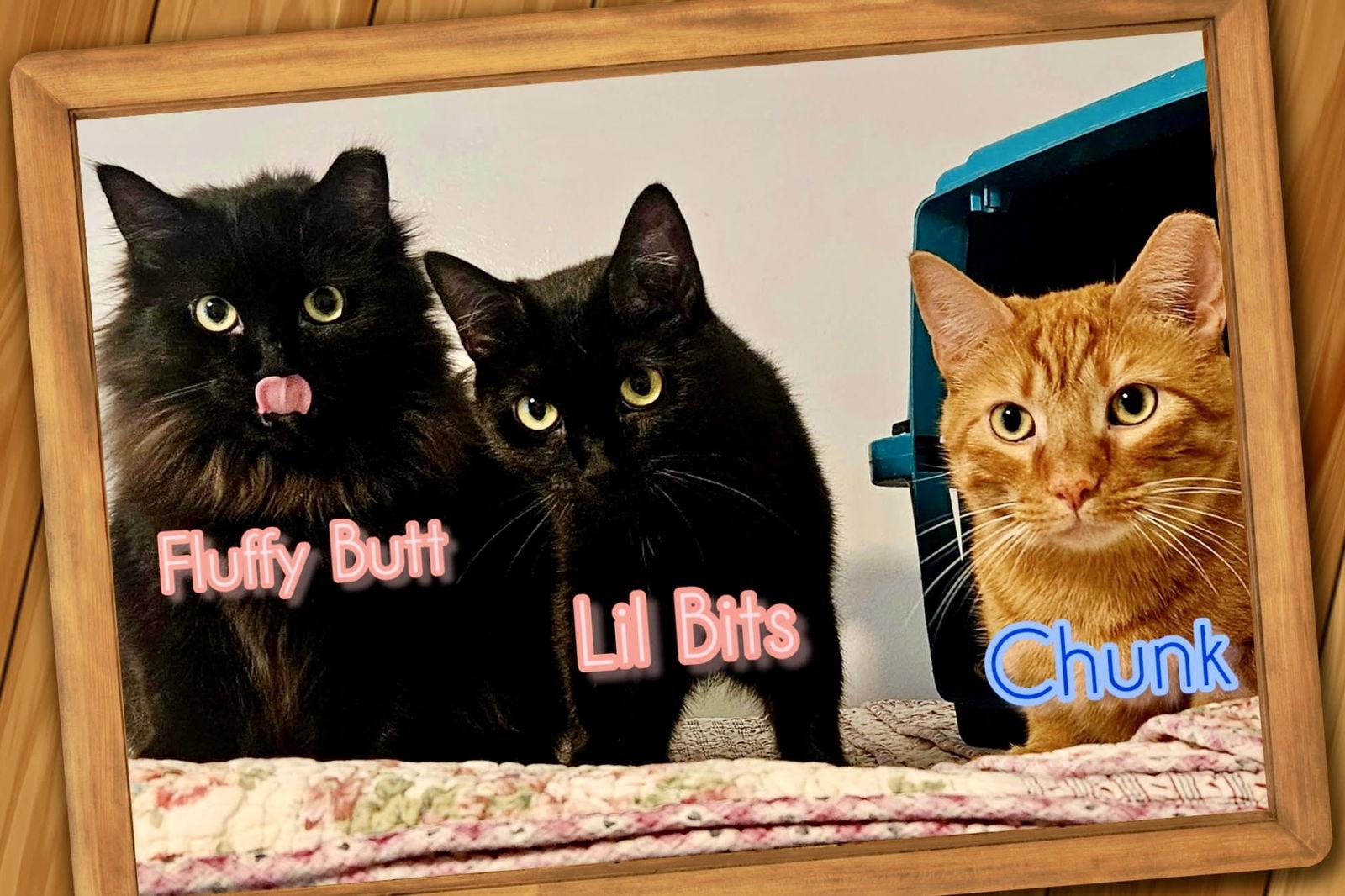 Lil Bits, a Adoptable Domestic Short Hair in Penndel, PA image 2/3