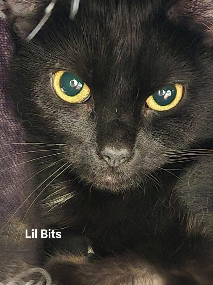 Lil Bits, a Adoptable Domestic Short Hair in Penndel, PA image 3/3