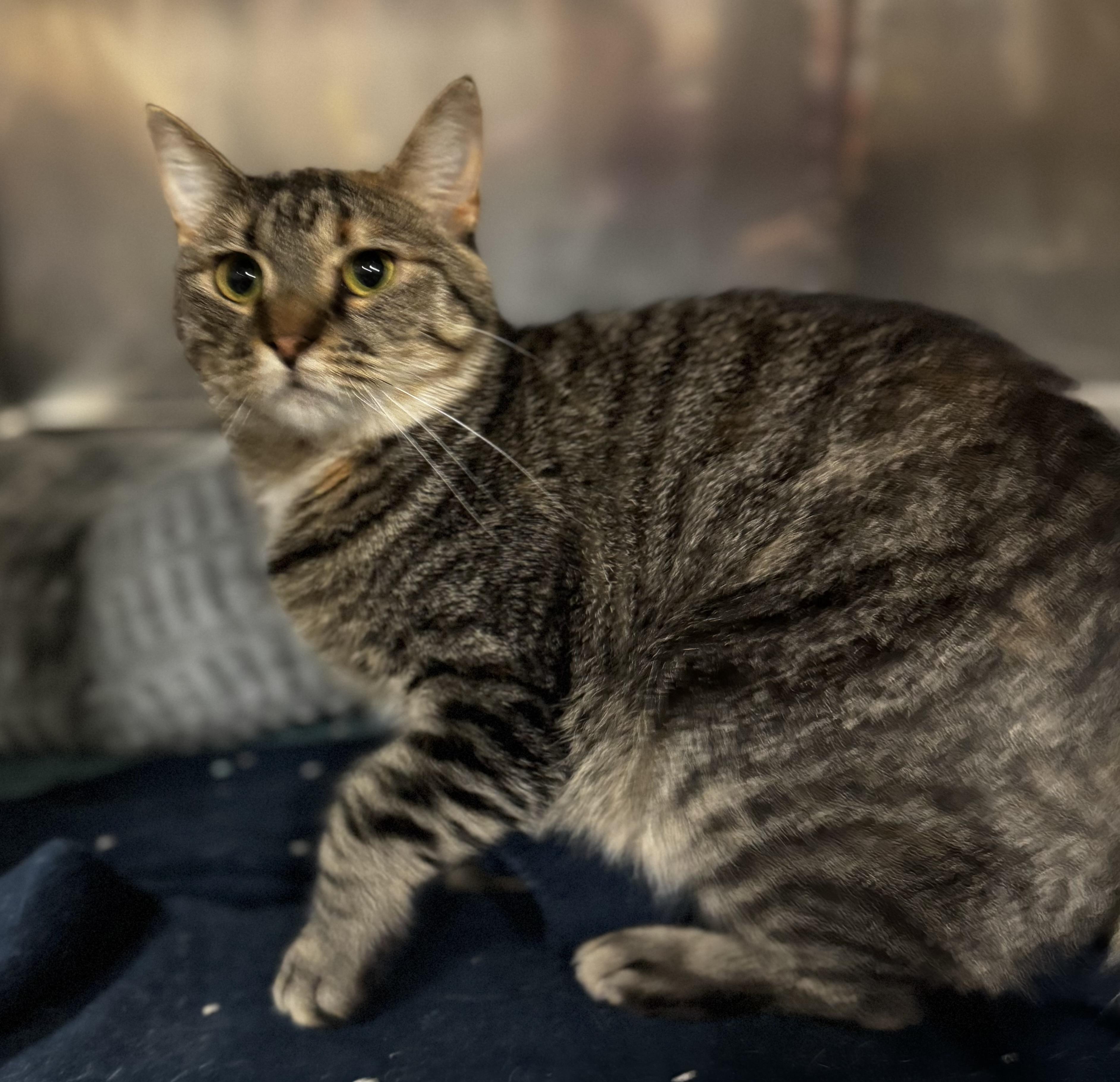 Enlarge Nala, a Adoptable Domestic Short Hair in Blair, NE image 2/4