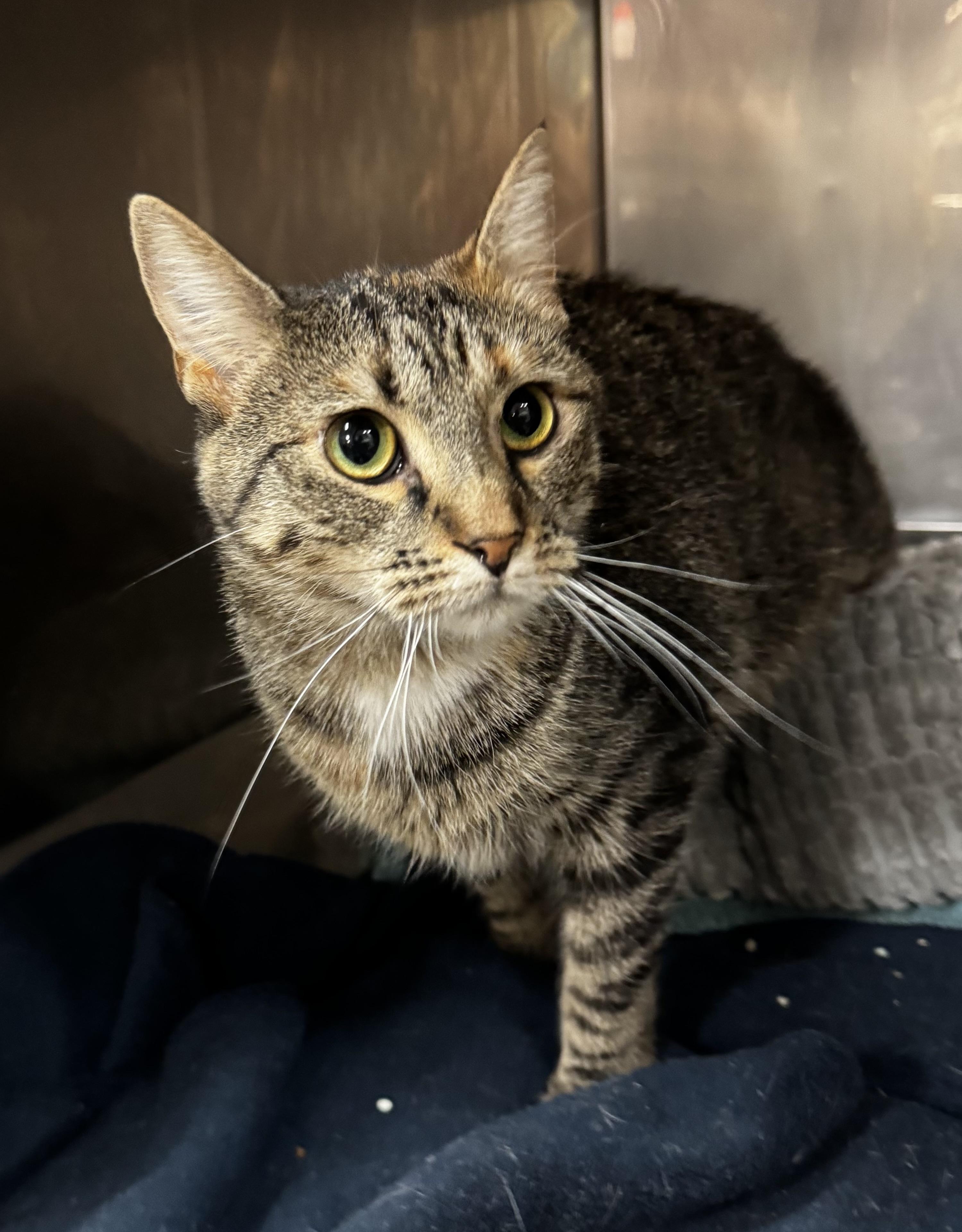 Enlarge Nala, a Adoptable Domestic Short Hair in Blair, NE image 3/4