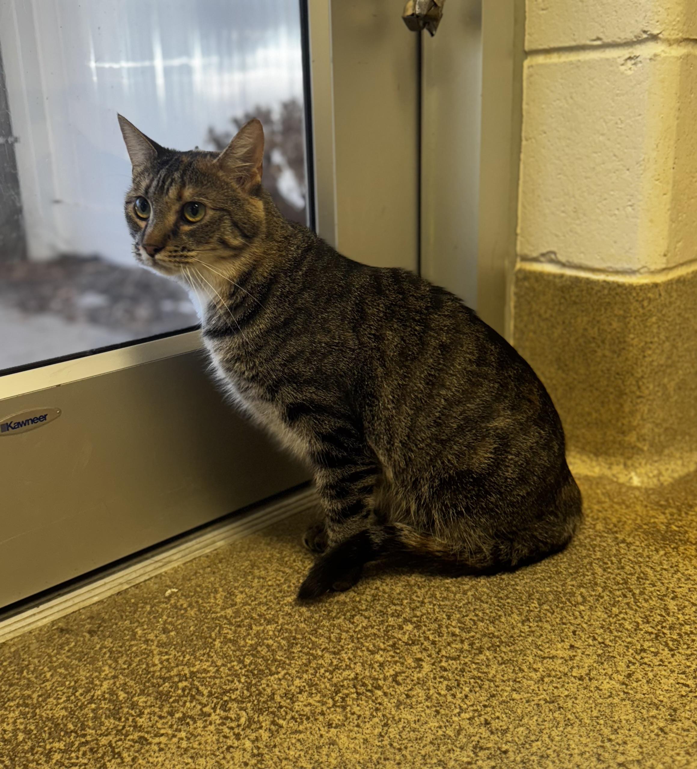 Enlarge Nala, a Adoptable Domestic Short Hair in Blair, NE image 4/4