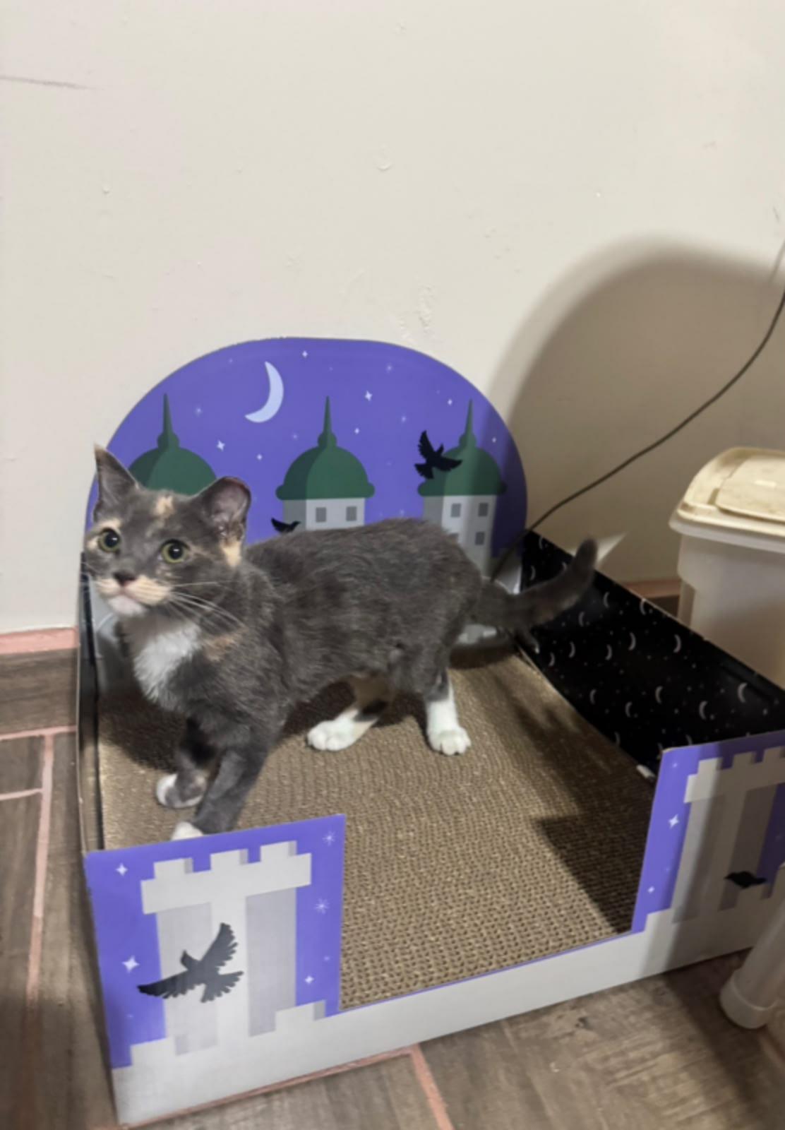 Wendy, Adopted, Kitten Female Domestic Short Hair.