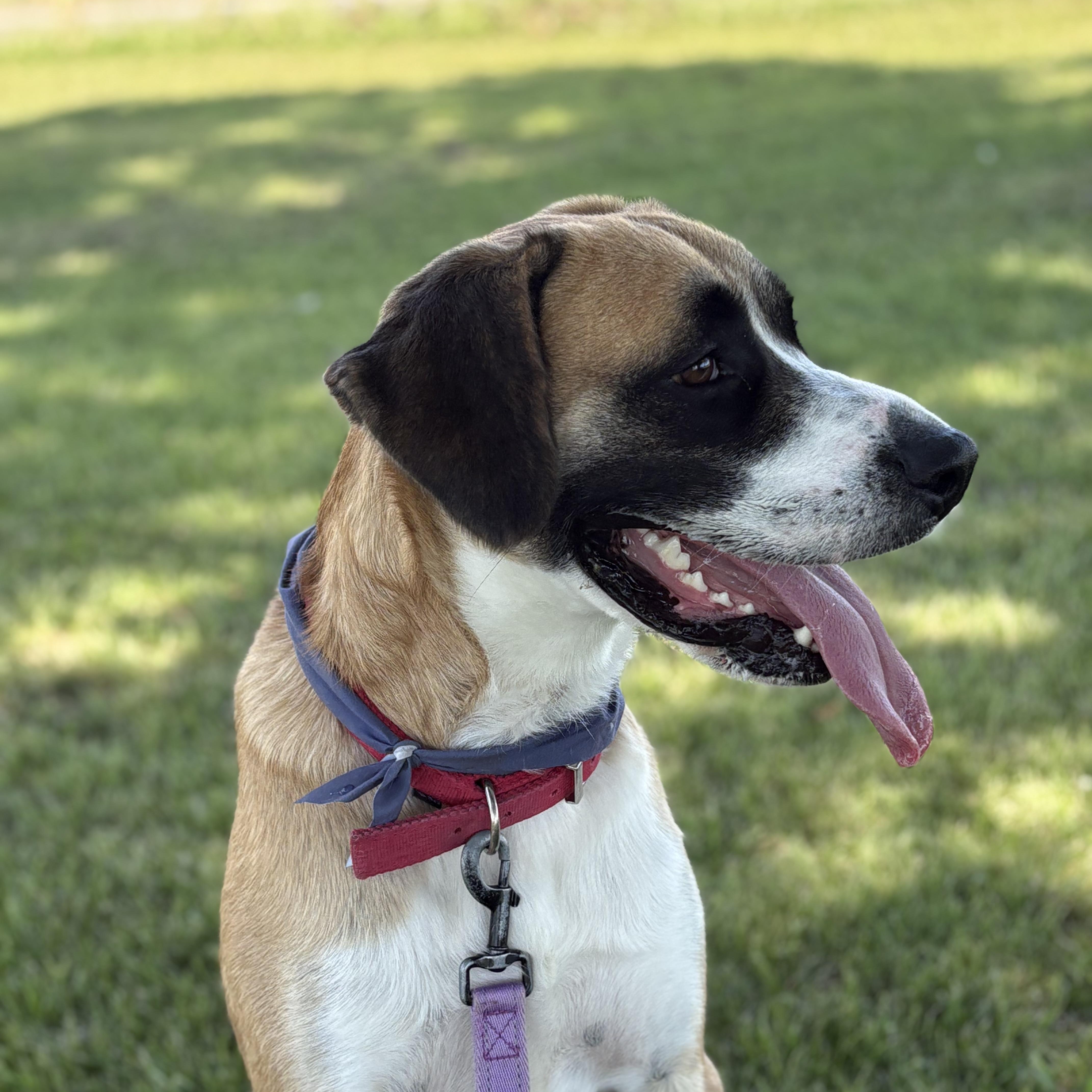 Enlarge Samson, a Adopted mixed breed in Colcord, OK image 5/5