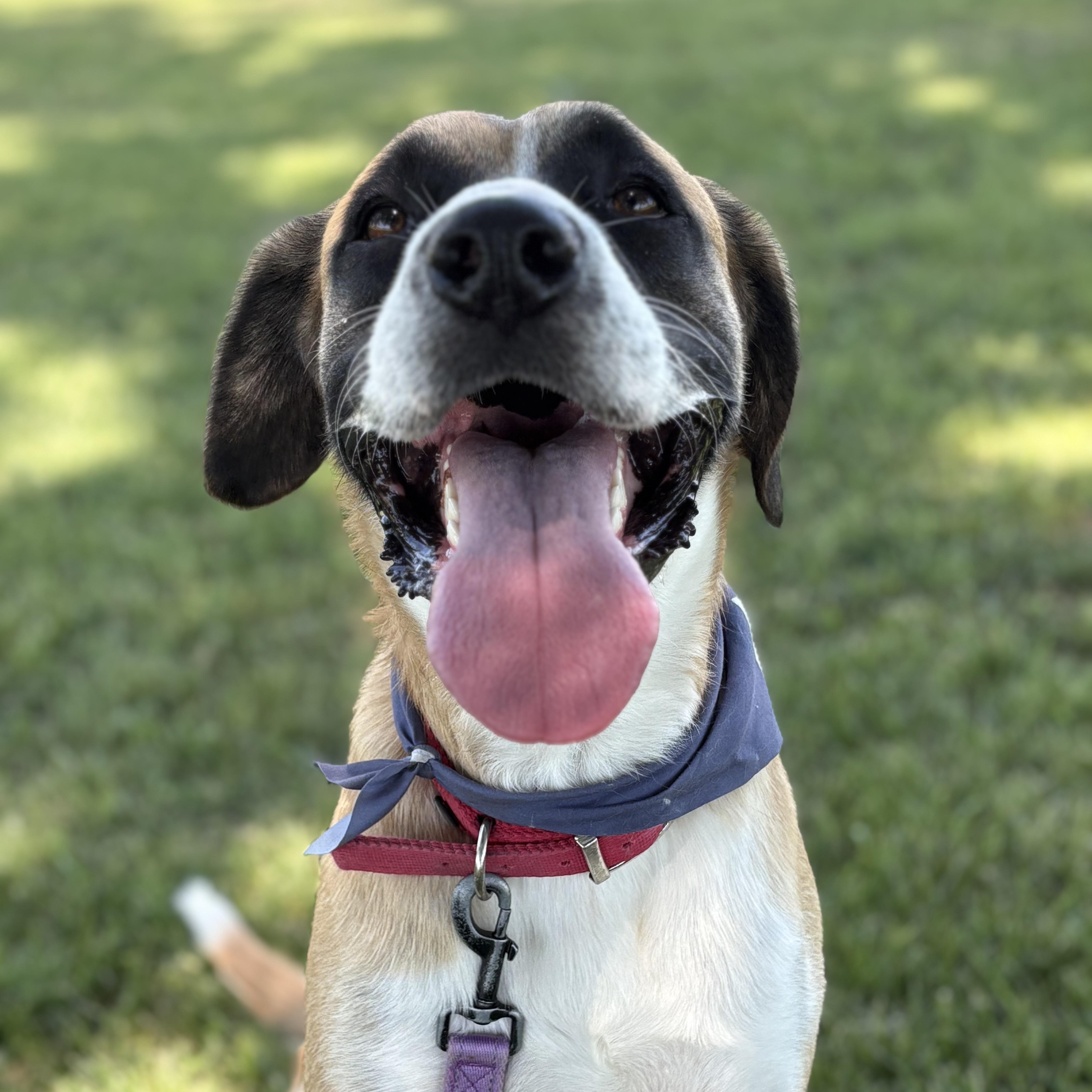 Enlarge Samson, a Adopted mixed breed in Colcord, OK image 3/5