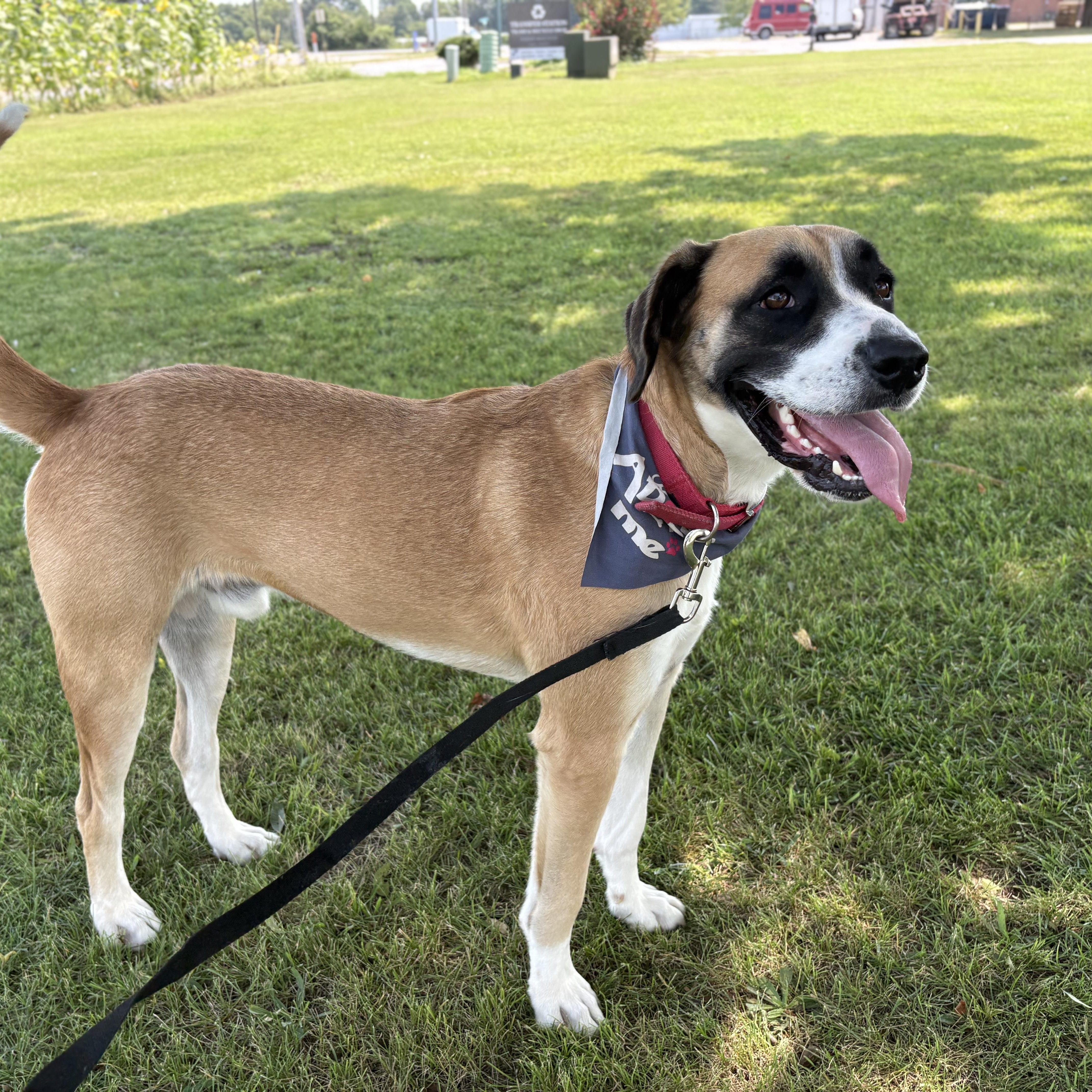 Enlarge Samson, a Adopted mixed breed in Colcord, OK image 4/5