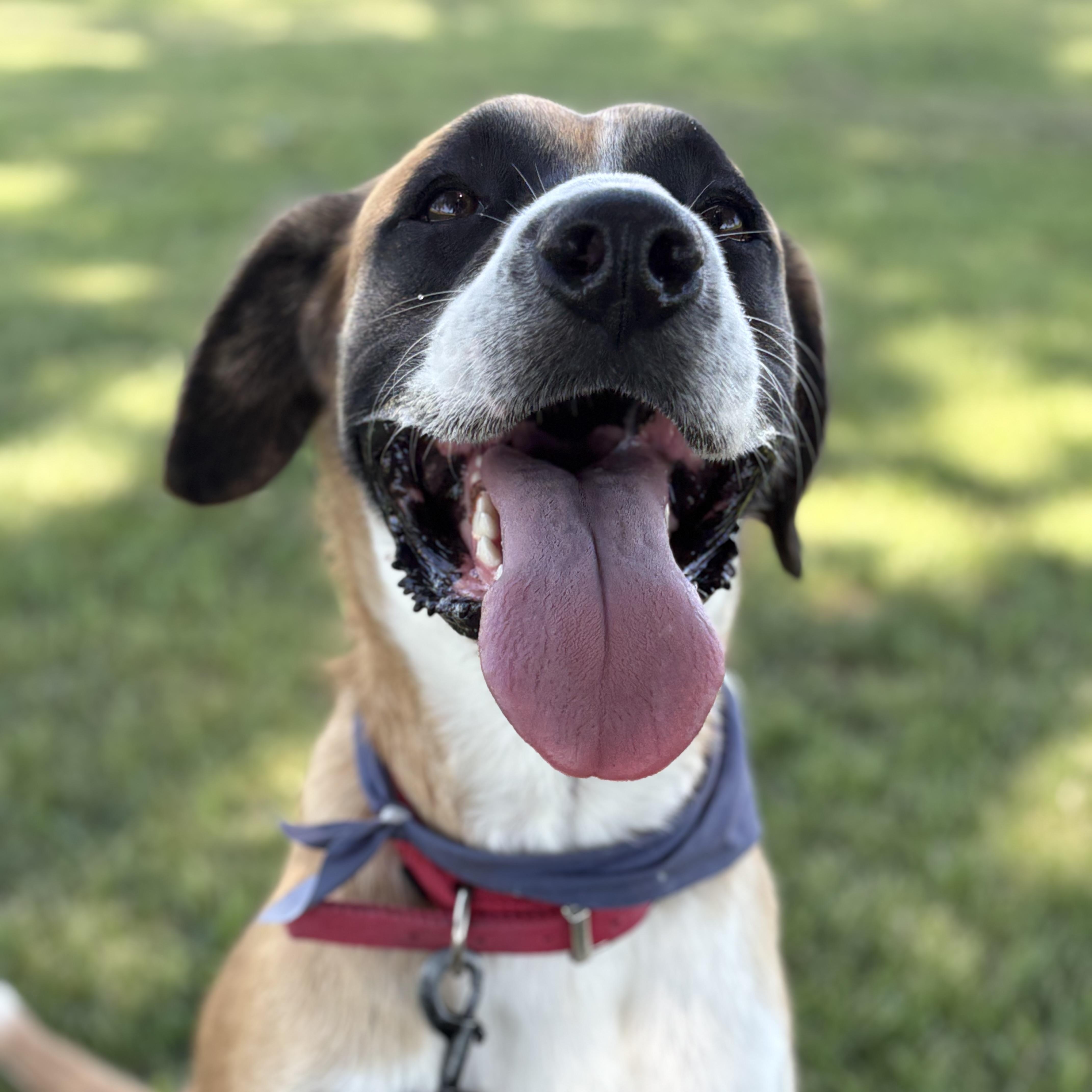 Enlarge Samson, a Adopted mixed breed in Colcord, OK image 2/5