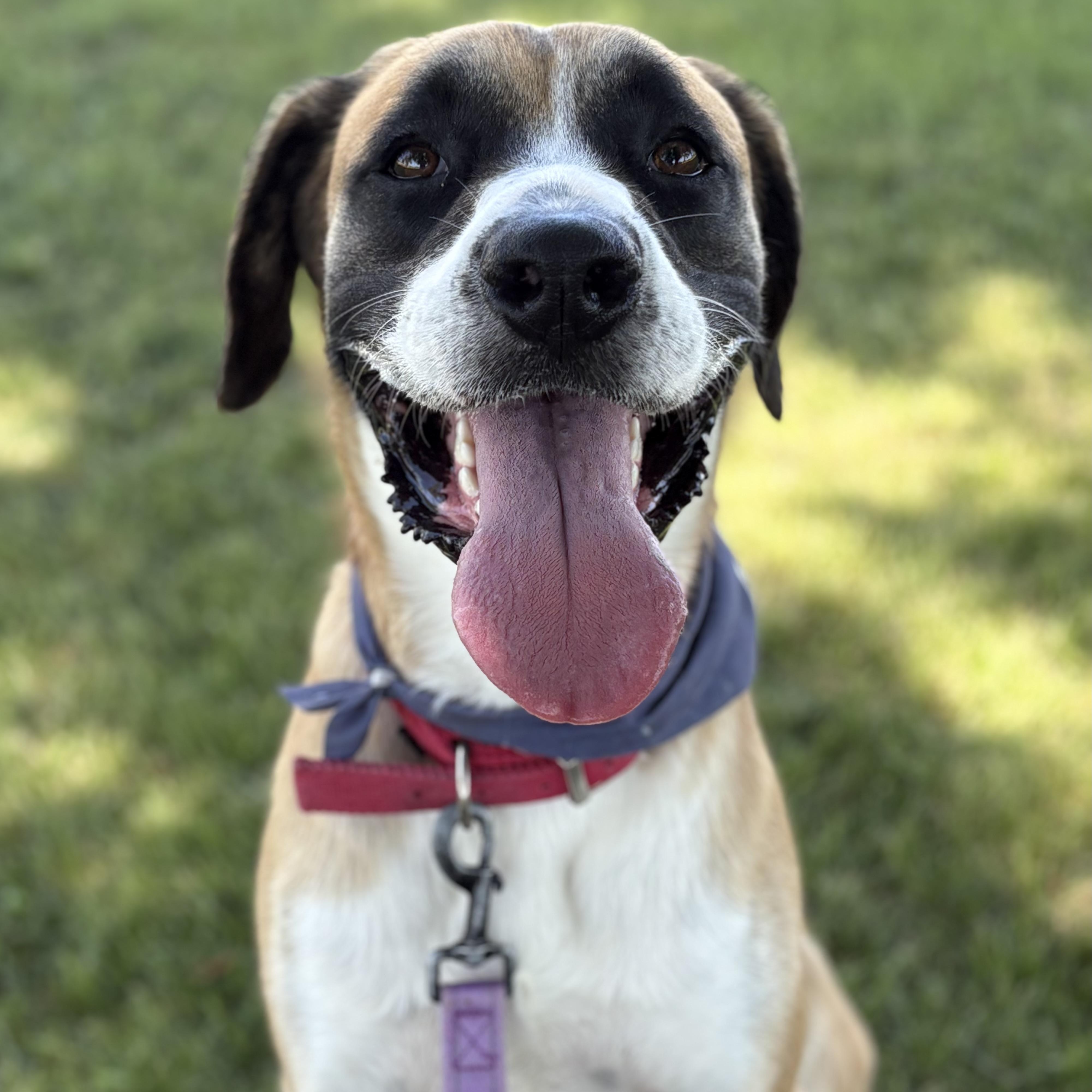Samson, Adopted, Young Male Saint Bernard & Labrador Retriever.