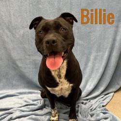 Billie, Adoptable, Adult Female Mixed Breed.
