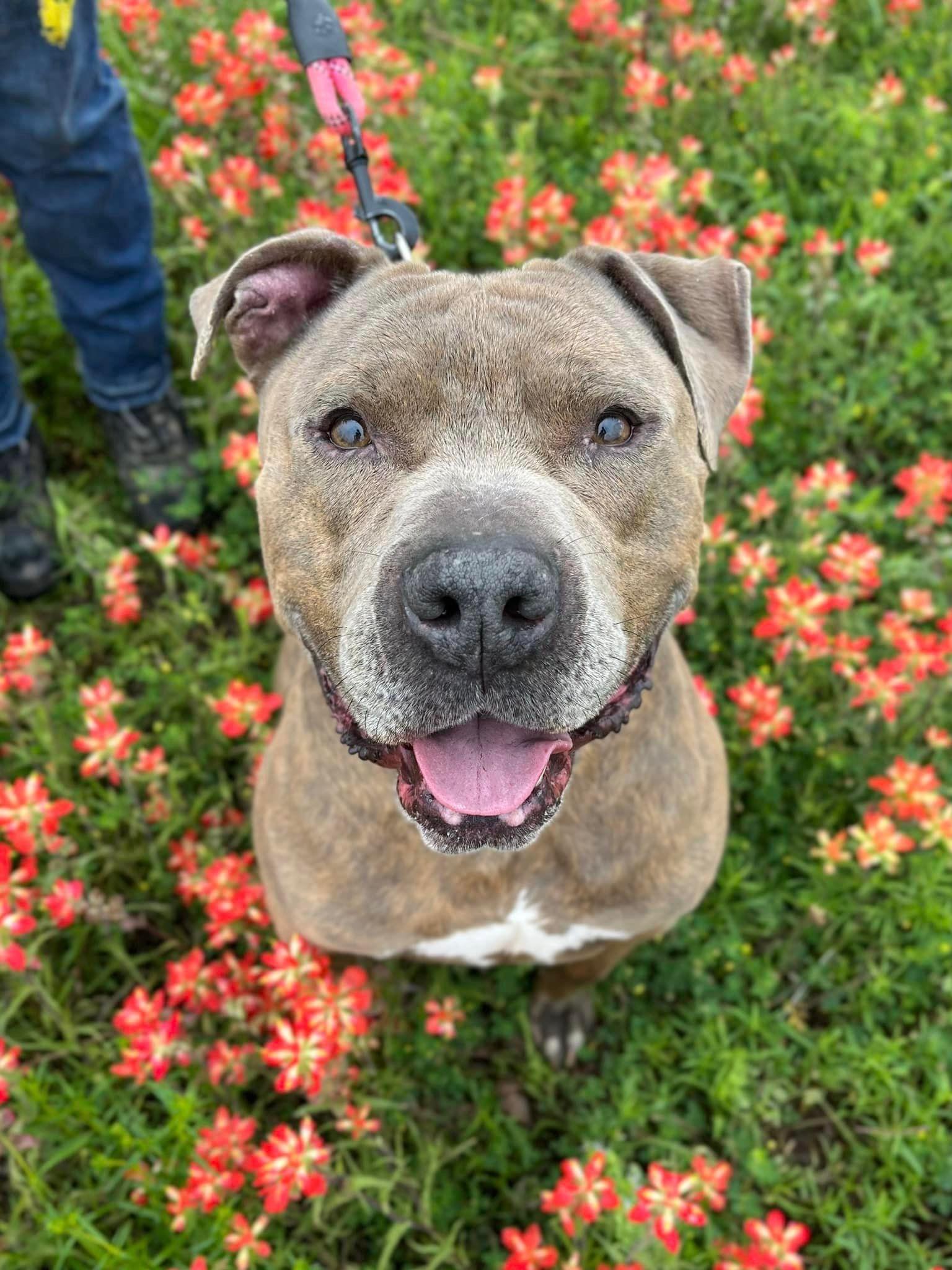 Rocky, ADOPTABLE, Adult Male Mixed Breed.